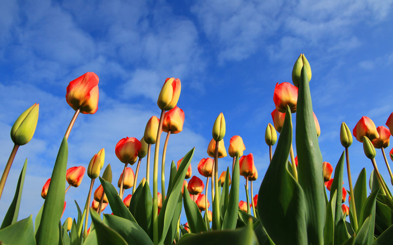 Tulpen